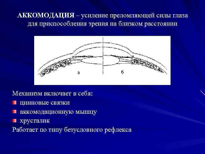 АККОМОДАЦИЯ – усиление преломляющей силы глаза для приспособления зрения на близком расстоянии Механизм включает