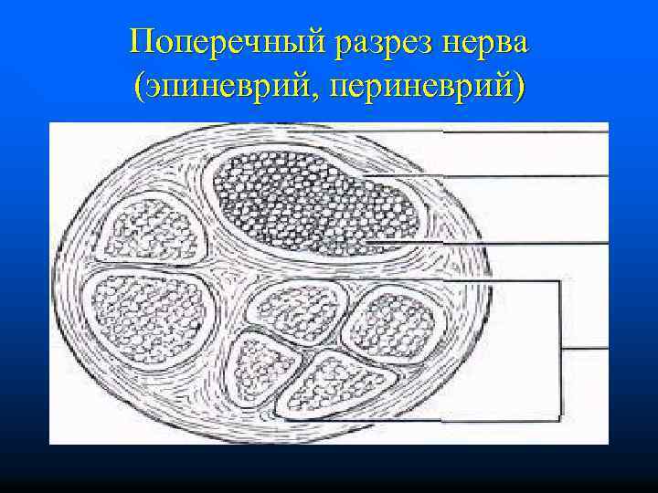 Поперечный разрез нерва (эпиневрий, периневрий) 