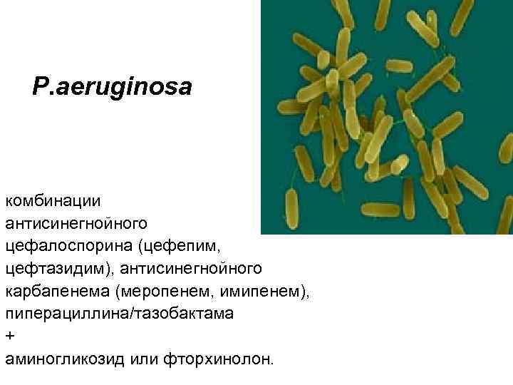 P. aeruginosa комбинации антисинегнойного цефалоспорина (цефепим, цефтазидим), антисинегнойного карбапенема (меропенем, имипенем), пиперациллина/тазобактама + аминогликозид