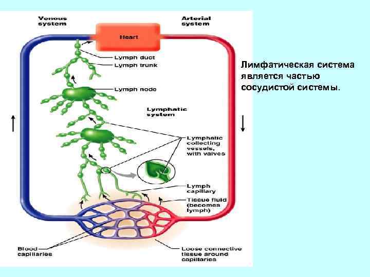 Лимфатическая система является частью сосудистой системы. 