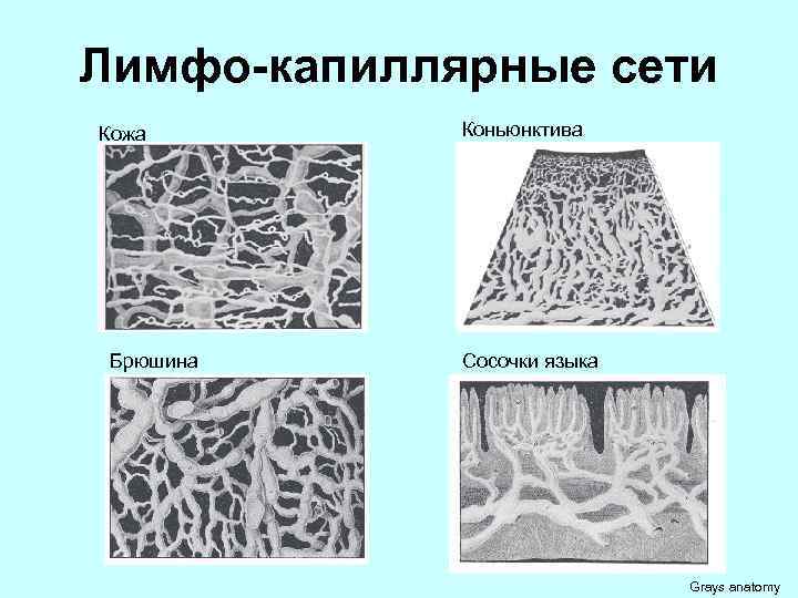 Лимфо-капиллярные сети Кожа Брюшина Коньюнктива Сосочки языка Grays anatomy 