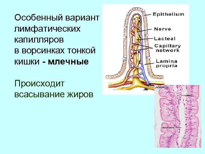 Органы иммунной системы фото