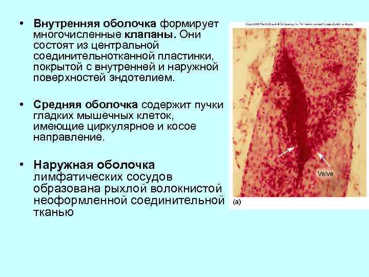  • Внутренняя оболочка формирует многочисленные клапаны. Они состоят из центральной соединительнотканной пластинки, покрытой