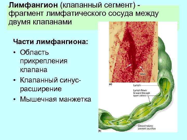 Лимфатическая система клапаны