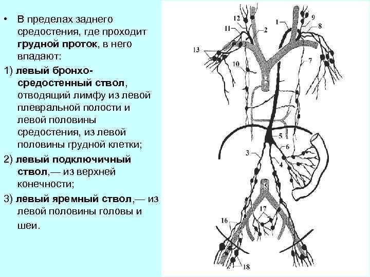  • В пределах заднего средостения, где проходит грудной проток, в него впадают: 1)