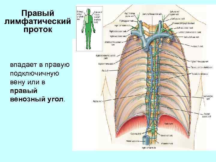 Венозный угол фото