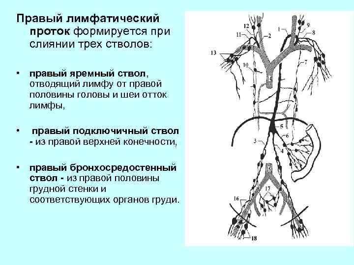 Где находится лимфа у человека на теле фото