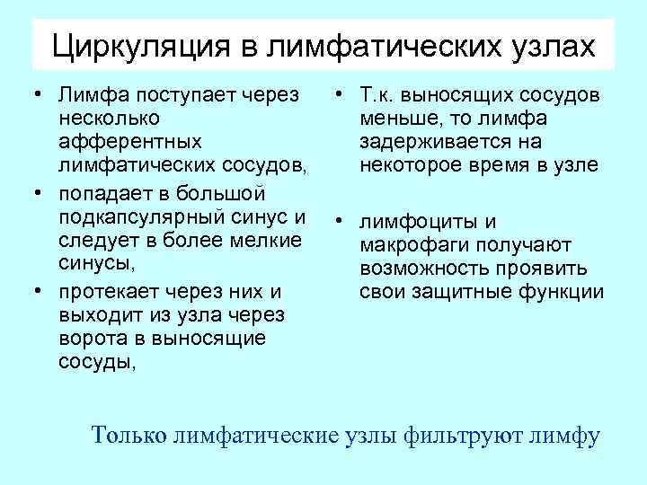 Циркуляция в лимфатических узлах • Лимфа поступает через несколько афферентных лимфатических сосудов, • попадает