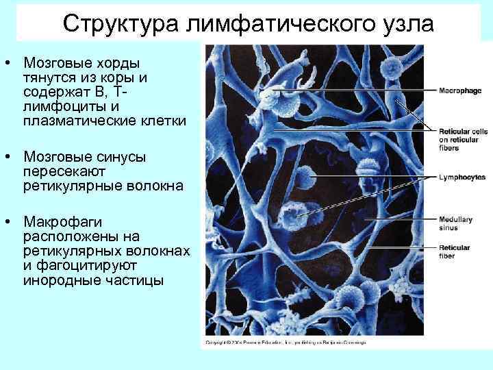 Структура лимфатического узла • Мозговые хорды тянутся из коры и содержат В, Тлимфоциты и