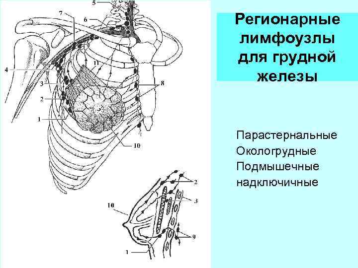 Грудной проток фото