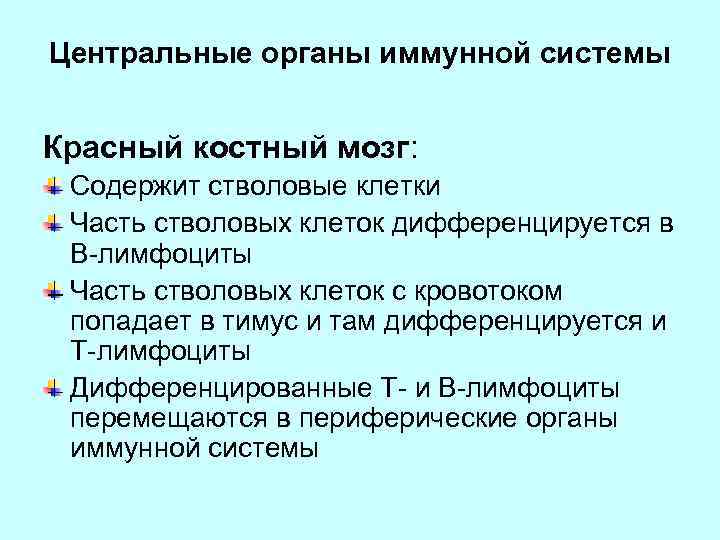 Центральные органы иммунной системы Красный костный мозг: Содержит стволовые клетки Часть стволовых клеток дифференцируется