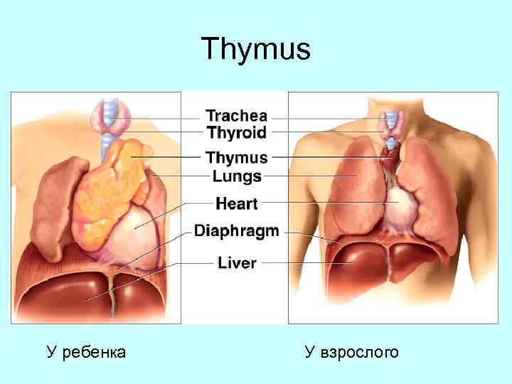Thymus У ребенка У взрослого 