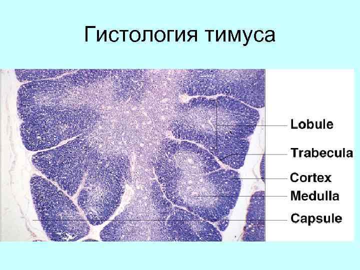 Гистология тимуса 