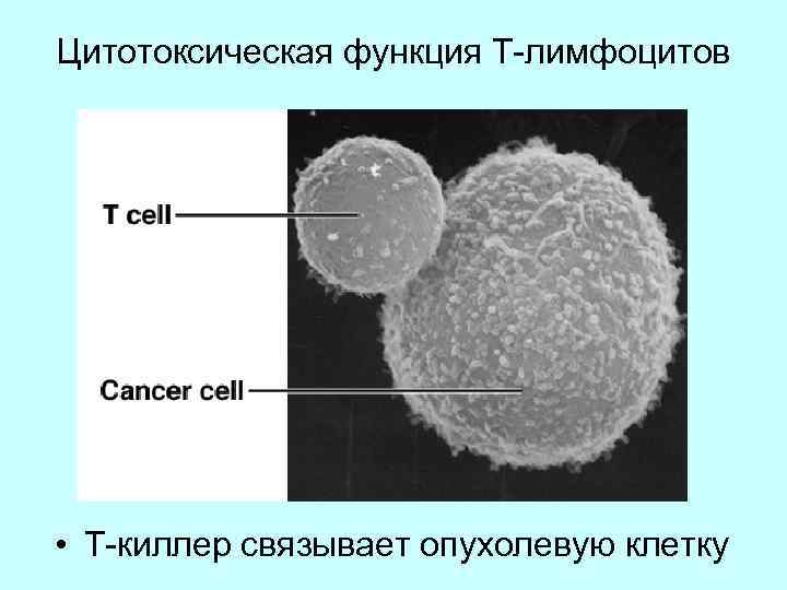 Цитотоксическая функция Т-лимфоцитов • Т-киллер связывает опухолевую клетку 