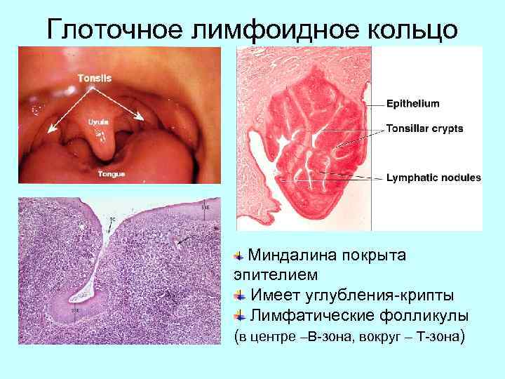 Глоточное лимфоидное кольцо Миндалина покрыта эпителием Имеет углубления-крипты Лимфатические фолликулы (в центре –В-зона, вокруг