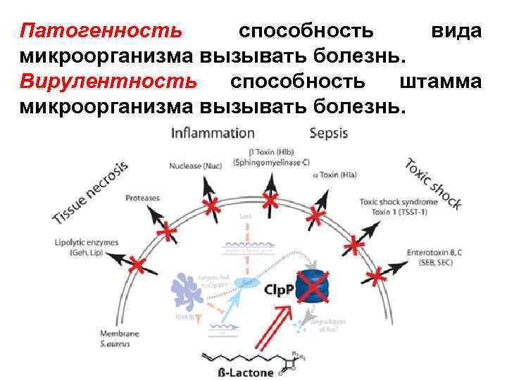 Патогенность способность вида микроорганизма вызывать болезнь. Вирулентность способность штамма микроорганизма вызывать болезнь. 