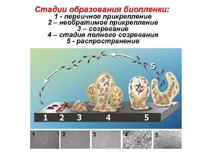 4 этапы образовании