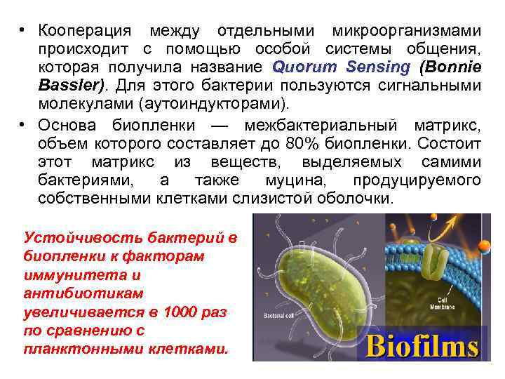 Что происходит с бактериями. Кооперация микроорганизмов. Межбактериальный Матрикс. Внутрибольничная инфекция виды бактерий. Споры и биопленки бактерий.