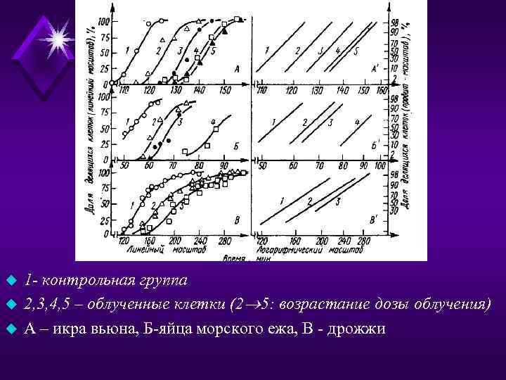 u u u 1 - контрольная группа 2, 3, 4, 5 – облученные клетки
