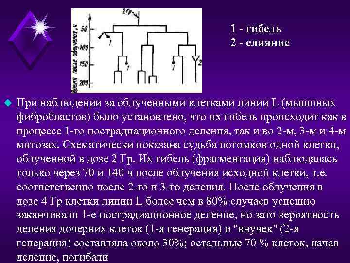 1 - гибель 2 - слияние u При наблюдении за облученными клетками линии L