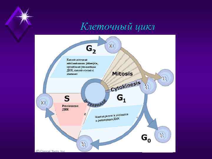 Клеточный цикл рисунок