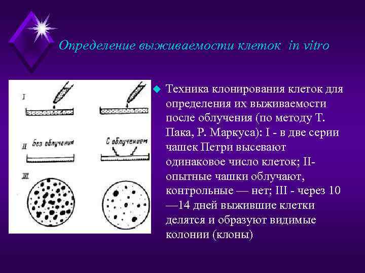 Определение выживаемости клеток in vitro u Техника клонирования клеток для определения их выживаемости после