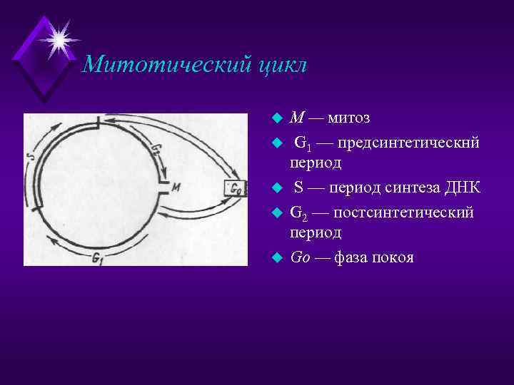 Схема митотического цикла