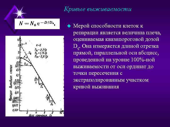 Кривые выживаемости u Мерой способности клеток к репарации является величина плеча, оцениваемая квазипороговой дозой