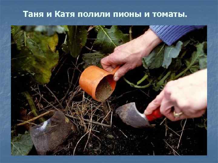 Таня и Катя полили пионы и томаты. 