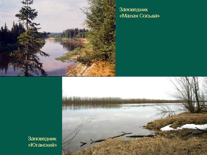 Меньше заповедника. Заповедник малая Сосьва в Западной Сибири. Верхне Тазовский заповедник Тюменской области. Заповедники Юганский и малая Сосьва. Заповедники Западной Сибири на территории.