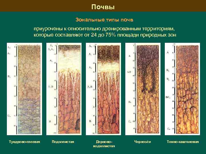 В чем состоит отличие почвы