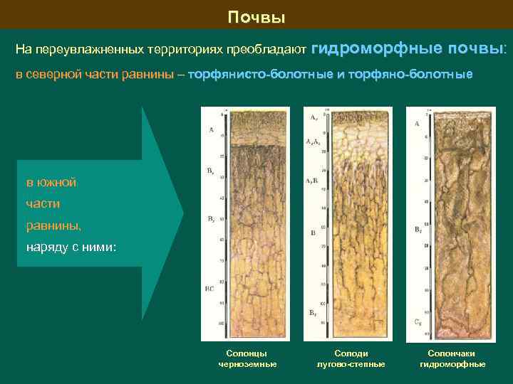 Какие почвы преобладают в. Лугово-болотные почвы профиль. Типы почв Западной Сибири. Гидроморфные почвы. Строение почв Западной Сибири.