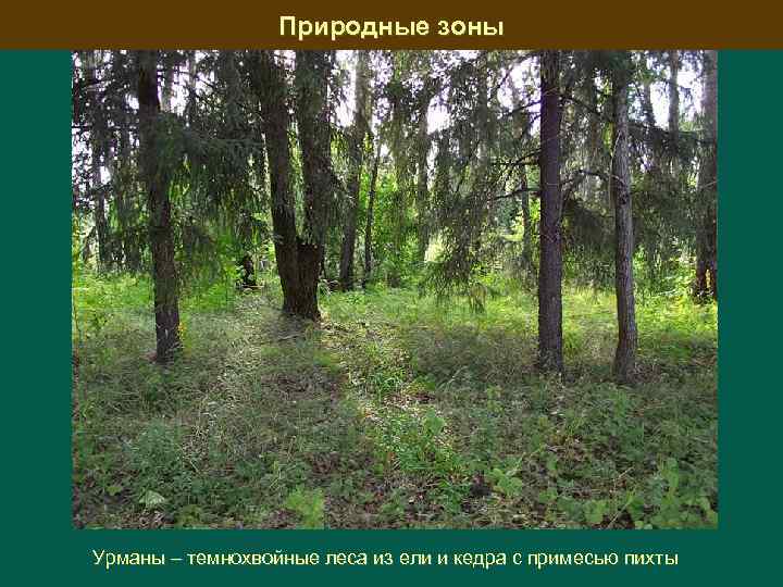 Природные зоны Урманы – темнохвойные леса из ели и кедра с примесью пихты 