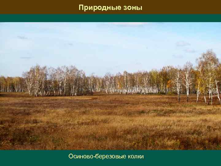 Природные зоны Осиново березовые колки 
