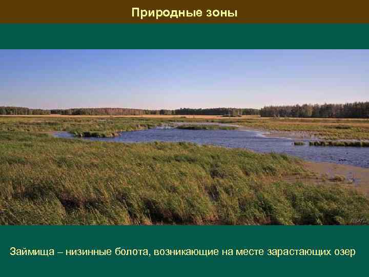 Природные зоны Займища – низинные болота, возникающие на месте зарастающих озер 