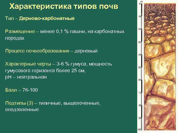 Характеристика типов почв Тип – Дерново-карбонатные Размещение – менее 0, 1 % пашни, на