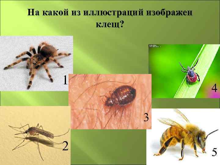 На какой из иллюстраций изображен клещ? 1 4 3 2 5 