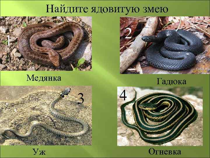 Найдите ядовитую змею 2 1 Медянка Гадюка 3 Уж 4 Огневка 