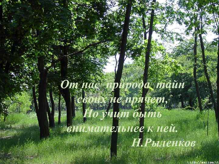 От нас природа тайн своих не прячет, Но учит быть внимательнее к ней. Н.