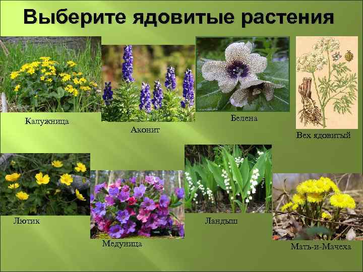 Выберите ядовитые растения Калужница Белена Аконит Лютик Вех ядовитый Ландыш Медуница Мать-и-Мачеха 