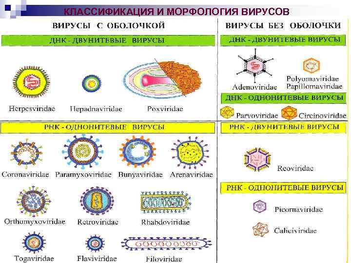 КЛАССИФИКАЦИЯ И МОРФОЛОГИЯ ВИРУСОВ 