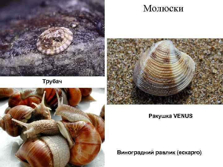 Молюски Трубач Ракушка VENUS Виноградний равлик (ескарго) 