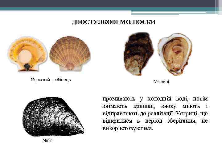 ДВОСТУЛКОВІ МОЛЮСКИ Морський гребінець Устриці промивають у холодній воді, потім знімають кришки, знову миють
