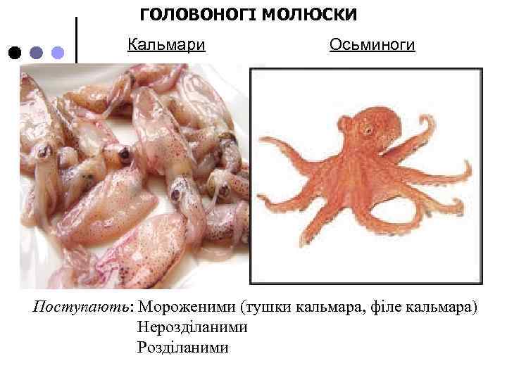 ГОЛОВОНОГІ МОЛЮСКИ Кальмари Осьминоги Поступають: Мороженими (тушки кальмара, філе кальмара) Нерозділаними Розділаними 