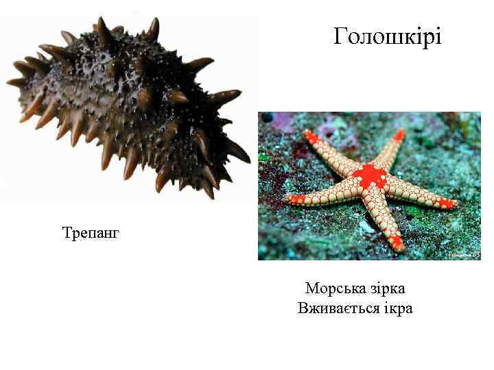 Голошкірі Трепанг Морська зірка Вживається ікра 