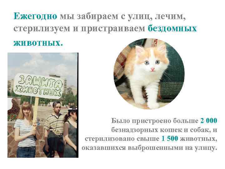 Ежегодно мы забираем с улиц, лечим, стерилизуем и пристраиваем бездомных животных. Было пристроено больше
