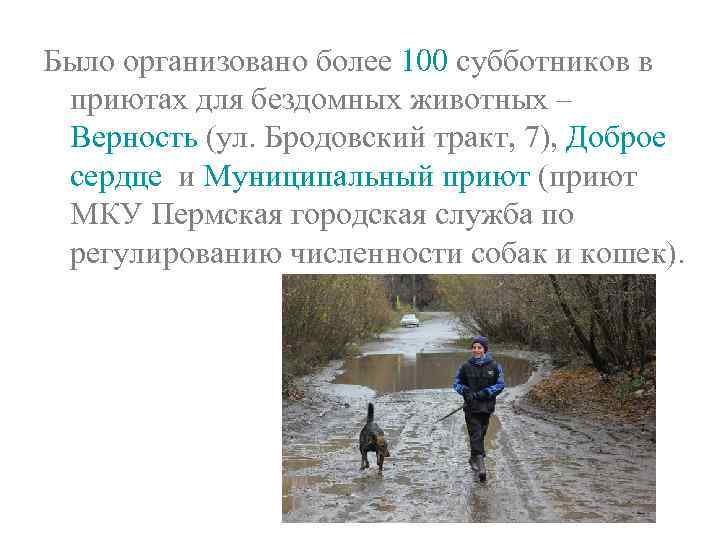 Было организовано более 100 субботников в приютах для бездомных животных – Верность (ул. Бродовский