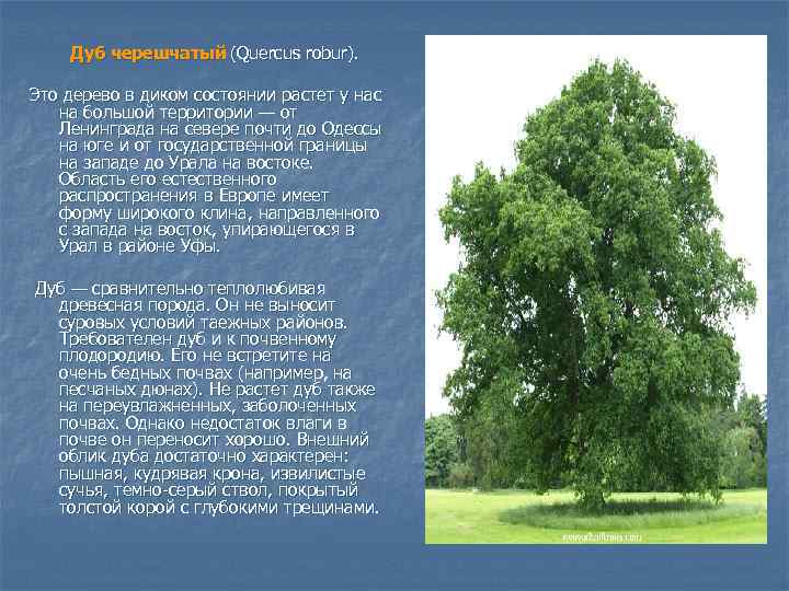 Дуб черешчатый (Quercus robur). Это дерево в диком состоянии растет у нас на большой