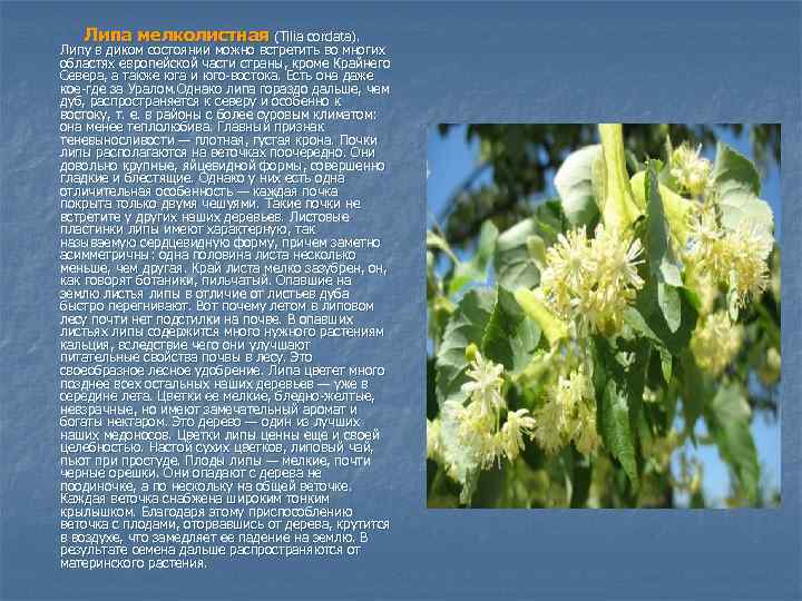 Липа мелколистная (Tilia cordata). Липу в диком состоянии можно встретить во многих областях европейской