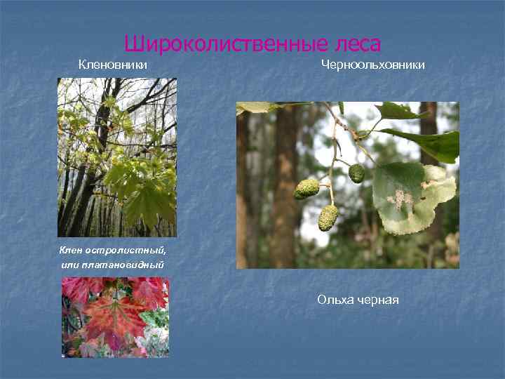 Широколиственные леса Кленовники Черноольховники Клен остролистный, или платановидный Ольха черная 